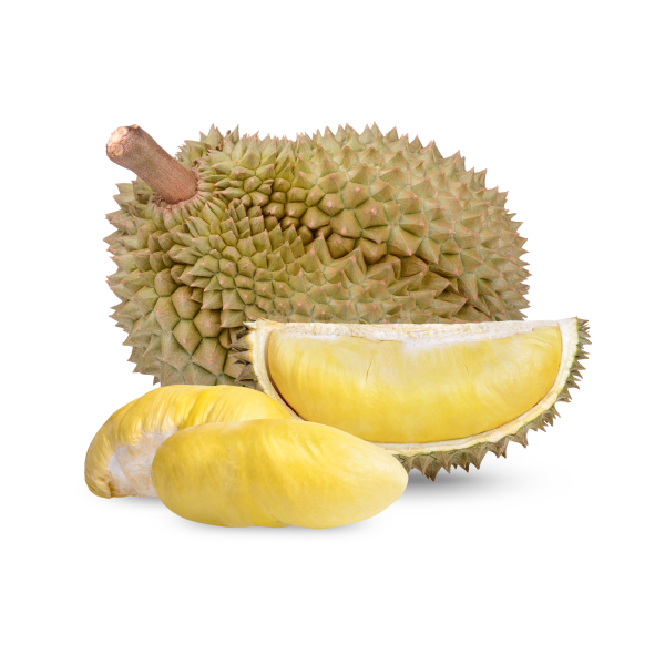 duarian4